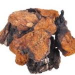 Chaga mushroom